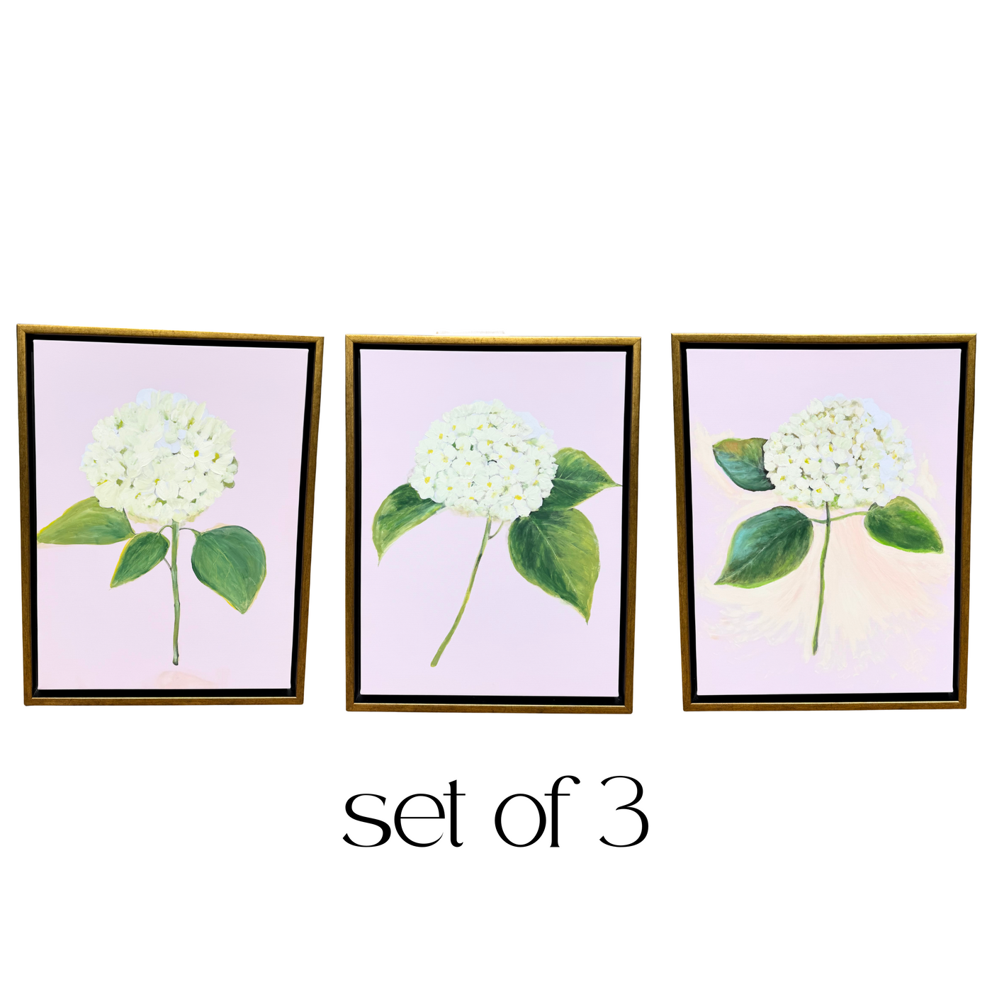 “White Hydrangea with Pink”