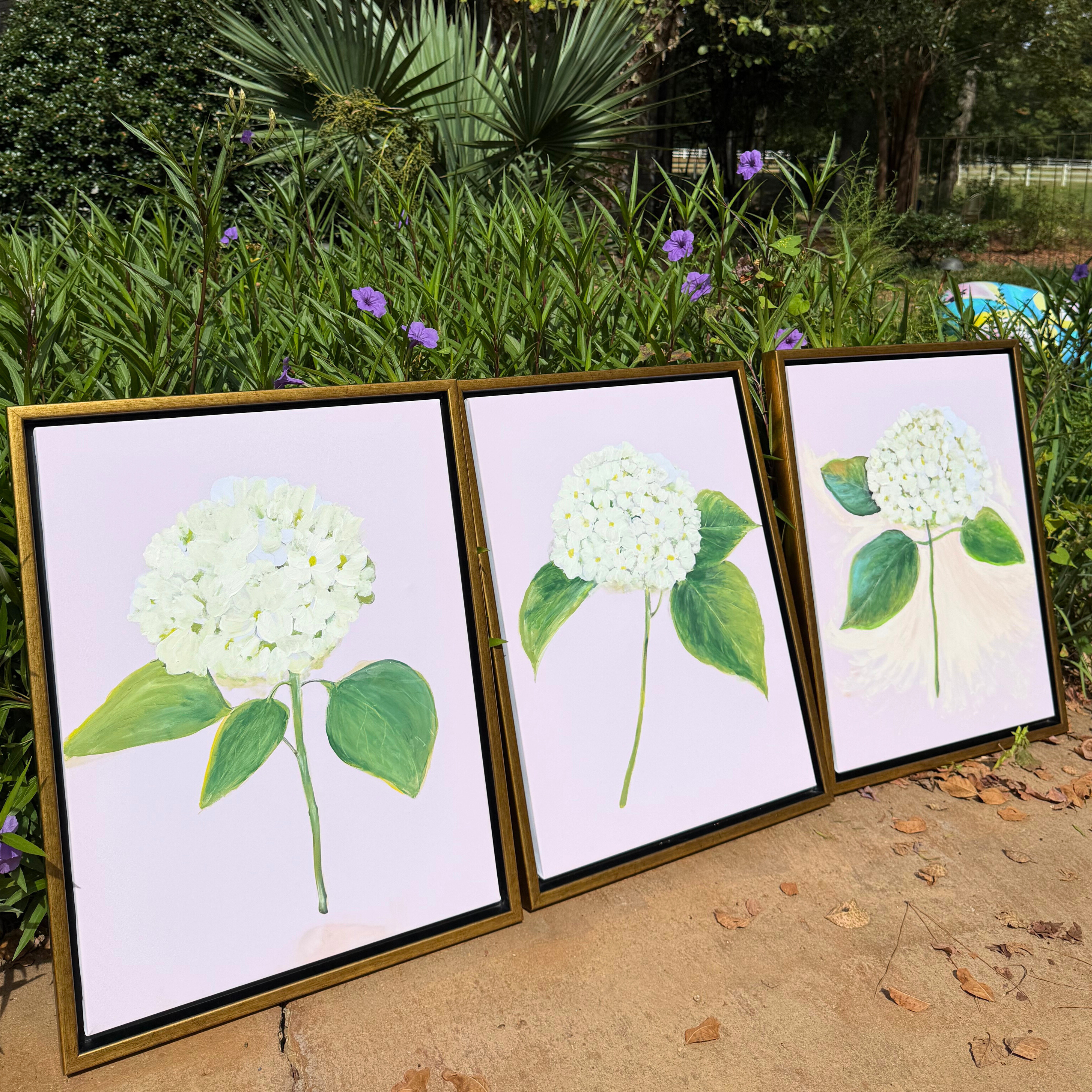 “White Hydrangea with Pink”
