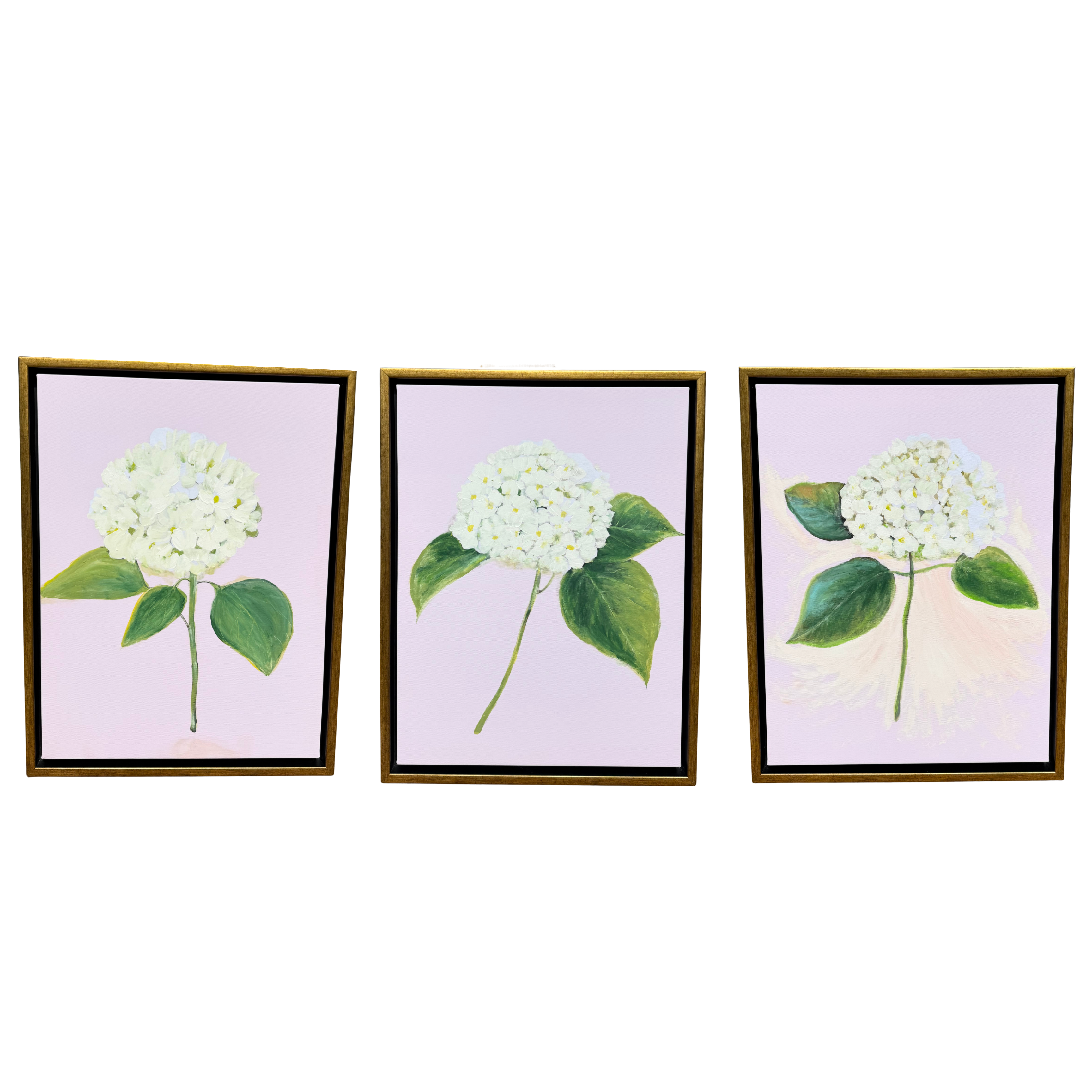 “White Hydrangea with Pink”