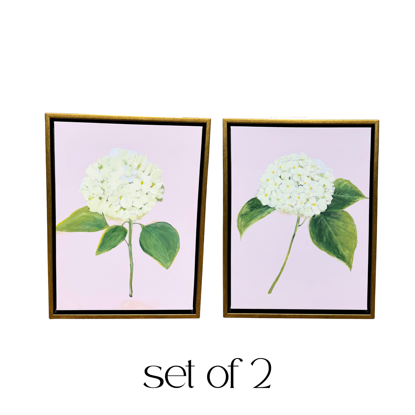 “White Hydrangea with Pink”