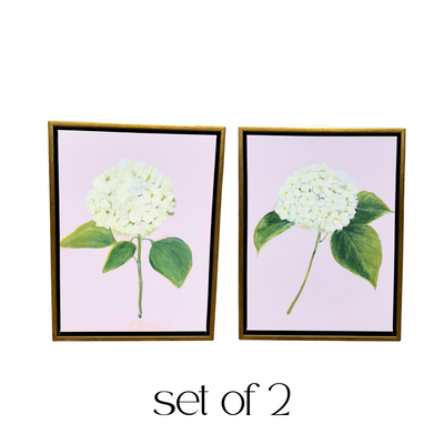 “White Hydrangea with Pink”