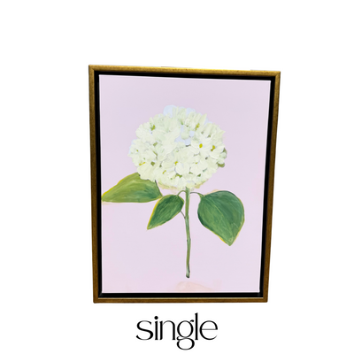 “White Hydrangea with Pink”